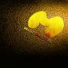 دانلود موکاپ لوگو سه بعدی طلایی روی چرم